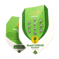 Paquet de graines de Royal Critical Automatic de Royal Queen Seeds