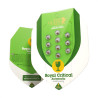 Royal Critical Automatic Strain - Royal Queen Seeds