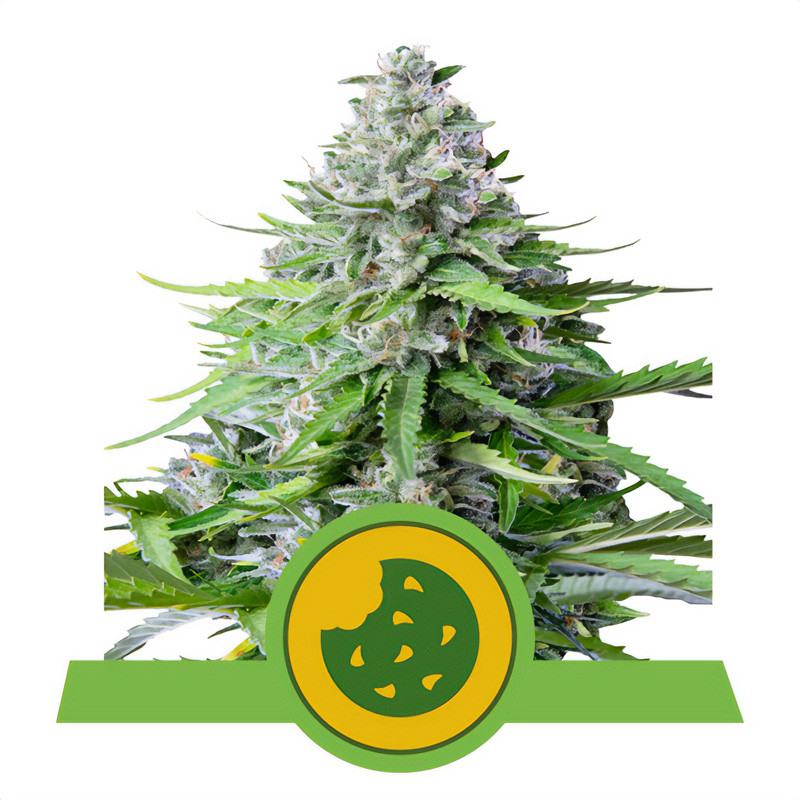 Royal Cookies Automatic Strain - Royal Queen Seeds Royal Cookies Automatic Strain - Royal Queen Seeds