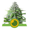 Royal Cookies Automatic Strain - Royal Queen Seeds