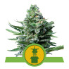 Royal Jack Automatic Strain - Royal Queen Seeds