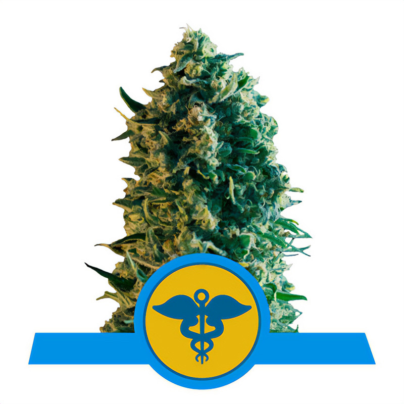 Royal Medic CBD Strain - Royal Queen Seeds Royal Medic CBD Strain - Royal Queen Seeds