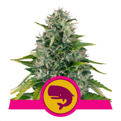 Plant de Royal Moby de Royal Queen Seeds