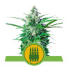 Royal-AK Automatic Strain - Royal Queen Seeds