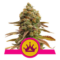 Plant de Special Queen 1 en floraison
