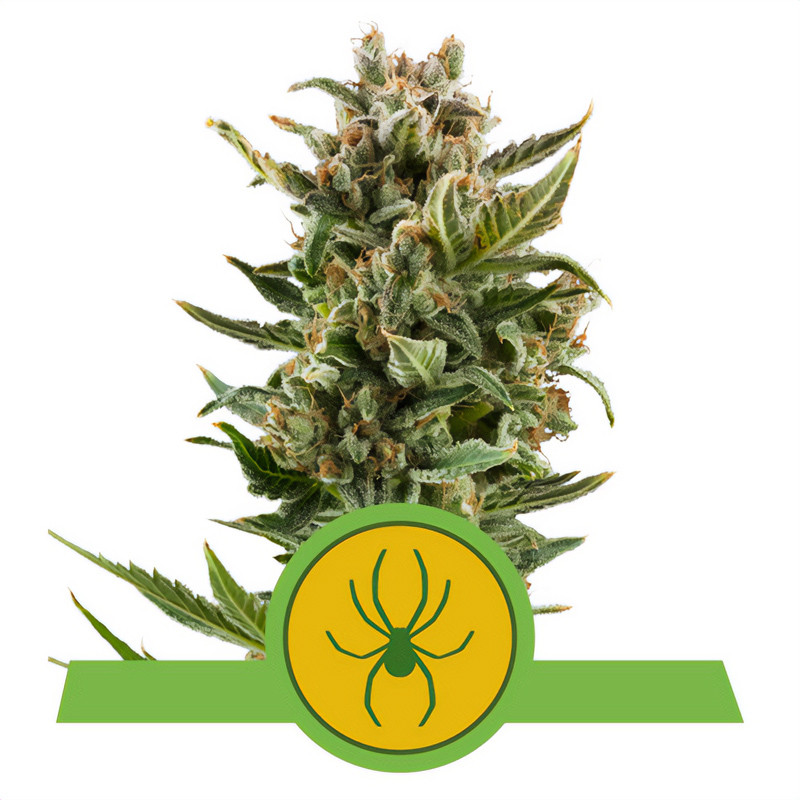 White Widow Auto Strain - Royal Queen Seeds White Widow Auto Strain - Royal Queen Seeds