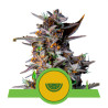 Watermelon Automatic Strain - Royal Queen Seeds