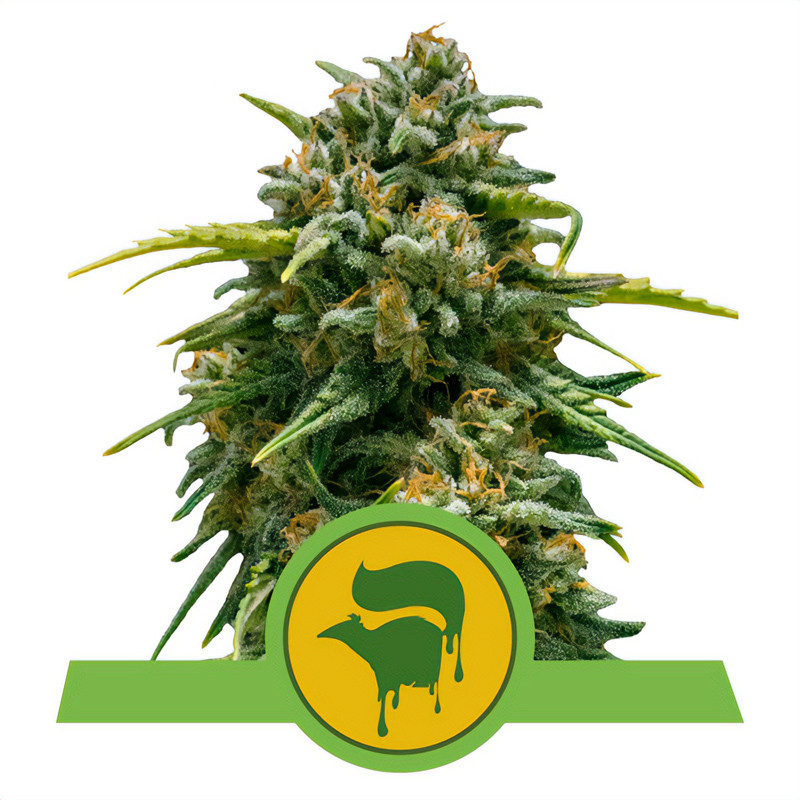 Sweet Skunk Automatic Strain - Royal Queen Seeds Sweet Skunk Automatic Strain - Royal Queen Seeds