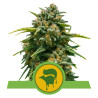 Sweet Skunk Automatic Strain - Royal Queen Seeds