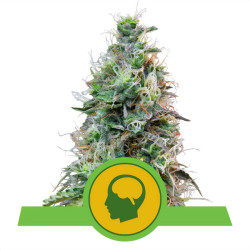 Plant de Amnesia Haze Auto de Royal Queen Seeds