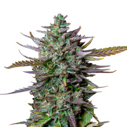 Plant de Blue Cheese Automatic en floraison