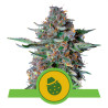 Do-Si-Dos Automatic Strain - Royal Queen Seeds