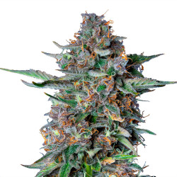 Do-Si-Dos Automatic de Royal Queen Seeds en extérieur