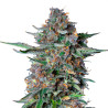 Do-Si-Dos Automatic Strain - Royal Queen Seeds