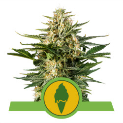 Green Gelato Auto de Royal Queen Seeds