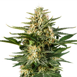 Green Gelato Auto en période de floraison