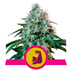 HulkBerry de Royal Queen Seeds en intérieur