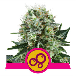 Bubble Kush de Royal Queen Seeds
