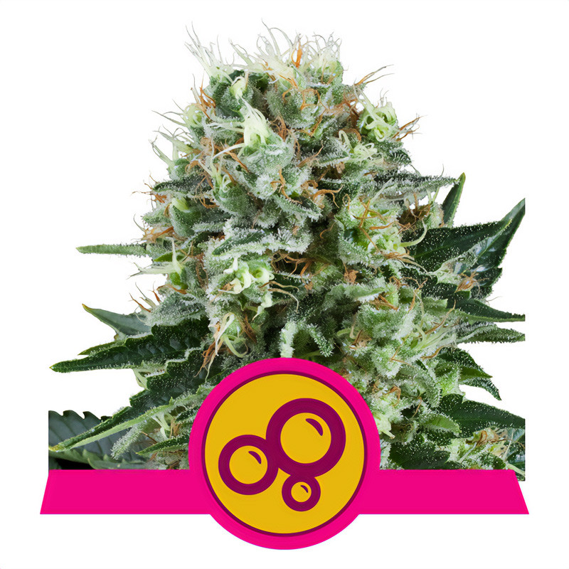 Bubble Kush Strain - Royal Queen Seeds