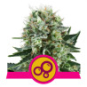 Bubble Kush Strain - Royal Queen Seeds