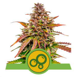 Bubble Kush Automatic de Royal Queen Seeds en intérieur
