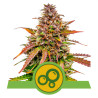 Bubble Kush Automatic Strain - Royal Queen Seeds