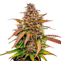 Bubble Kush Automatic de Royal Queen Seeds en extérieur