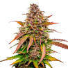 Bubble Kush Automatic Strain - Royal Queen Seeds