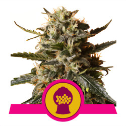 Bubblegum XL de Royal Queen Seeds