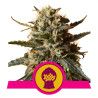 Bubblegum XL Strain - Royal Queen Seeds