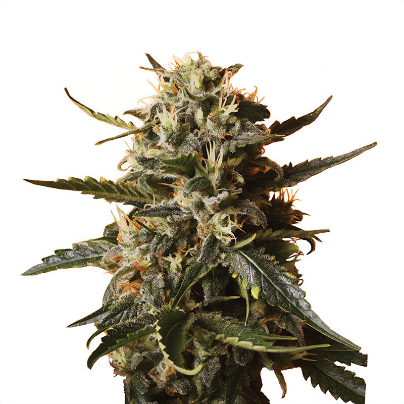 Bubblegum XL Strain - Royal Queen Seeds