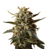 Bubblegum XL Strain - Royal Queen Seeds