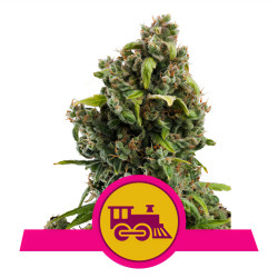 Plant de Candy Kush Express Fast Version de Royal Queen Seeds