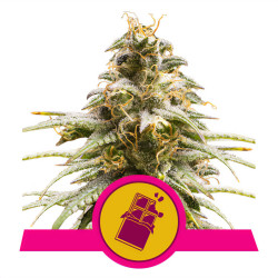 Chocolate Haze de Royal Queen Seeds