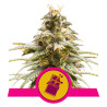 Chocolate Haze Strain - Royal Queen Seeds