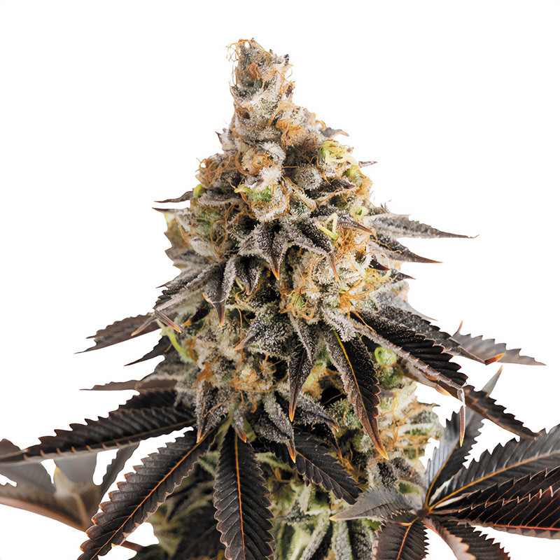Cookies Gelato Automatic - Royal Queen Seeds Cookies Gelato Automatic - Royal Queen Seeds