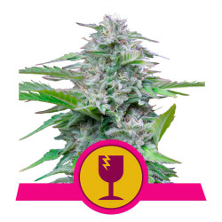 Plant de Critical de Royal Queen Seeds