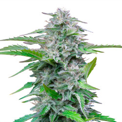 Bud de Critical de Royal Queen Seeds