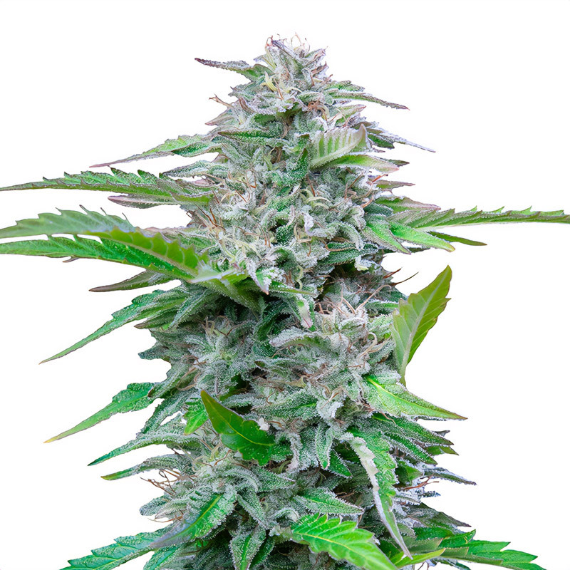 Critical - Royal Queen Seeds Critical - Royal Queen Seeds