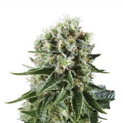 Bud de Critical Kush de Royal Queen Seeds