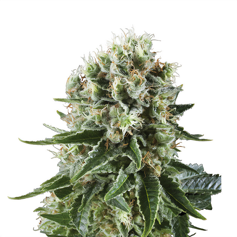 Critical Kush - Royal Queen Seeds