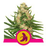 Fat Banana Strain - Royal Queen Seeds