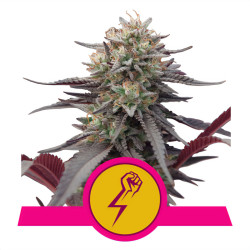 Bud de Green Crack Punch de Royal Queen Seeds