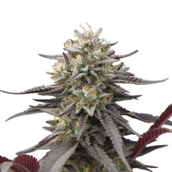 Plant de Green Crack Punch de Royal Queen Seeds en intérieur