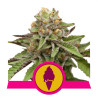 Green Gelato Strain - Royal Queen Seeds