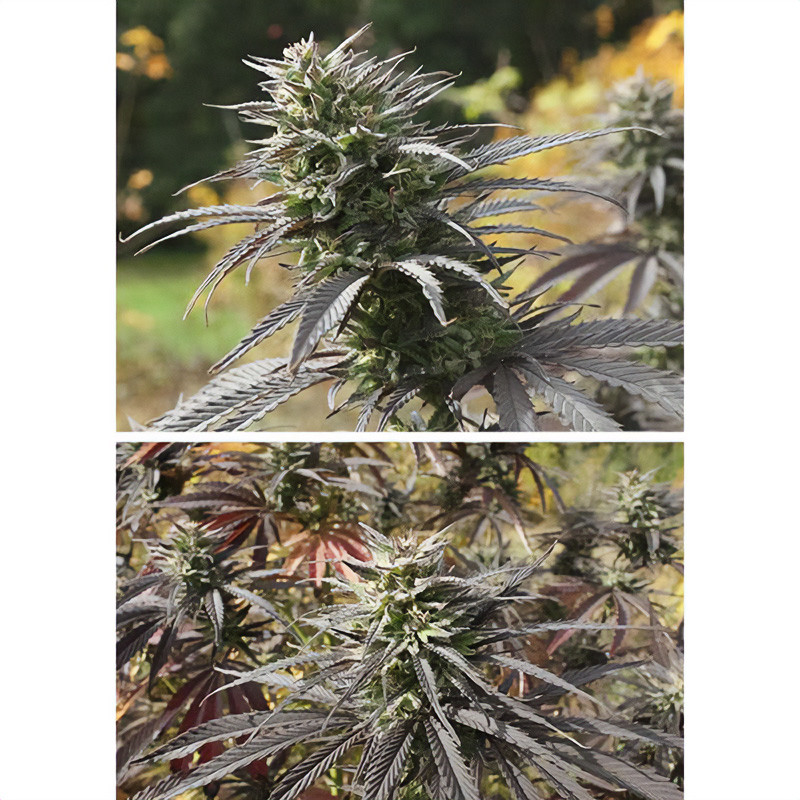 Think Different Auto - Dutch Passion Think Different Auto - Dutch Passion