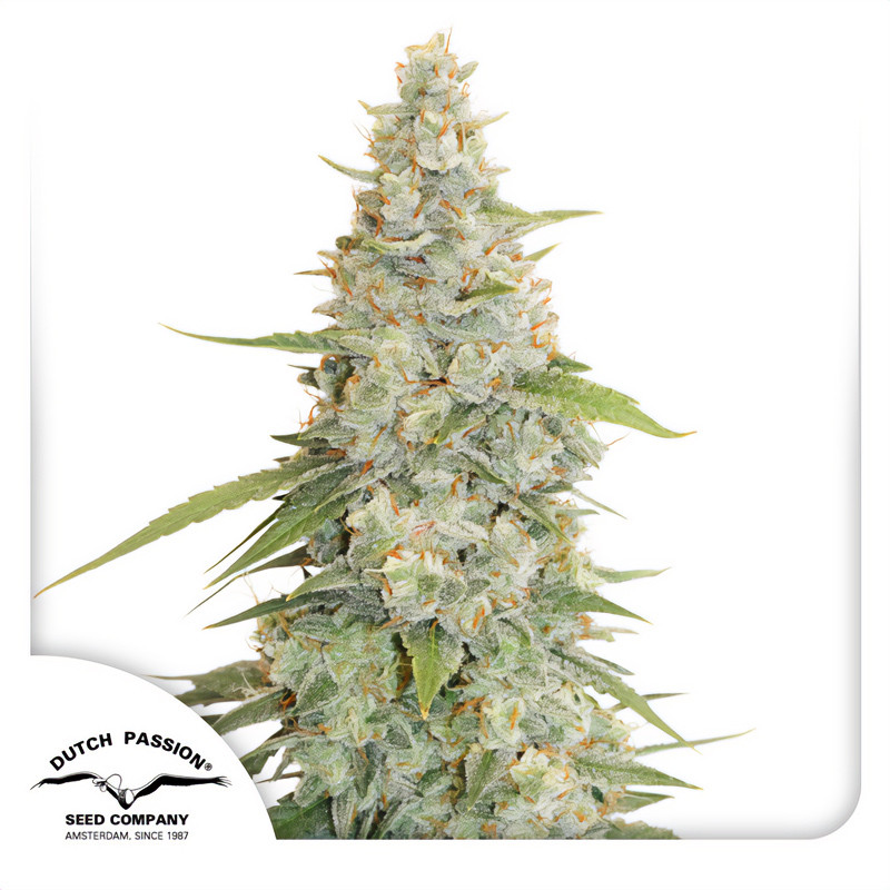 Meringue Strain - Dutch Passion Meringue Strain - Dutch Passion
