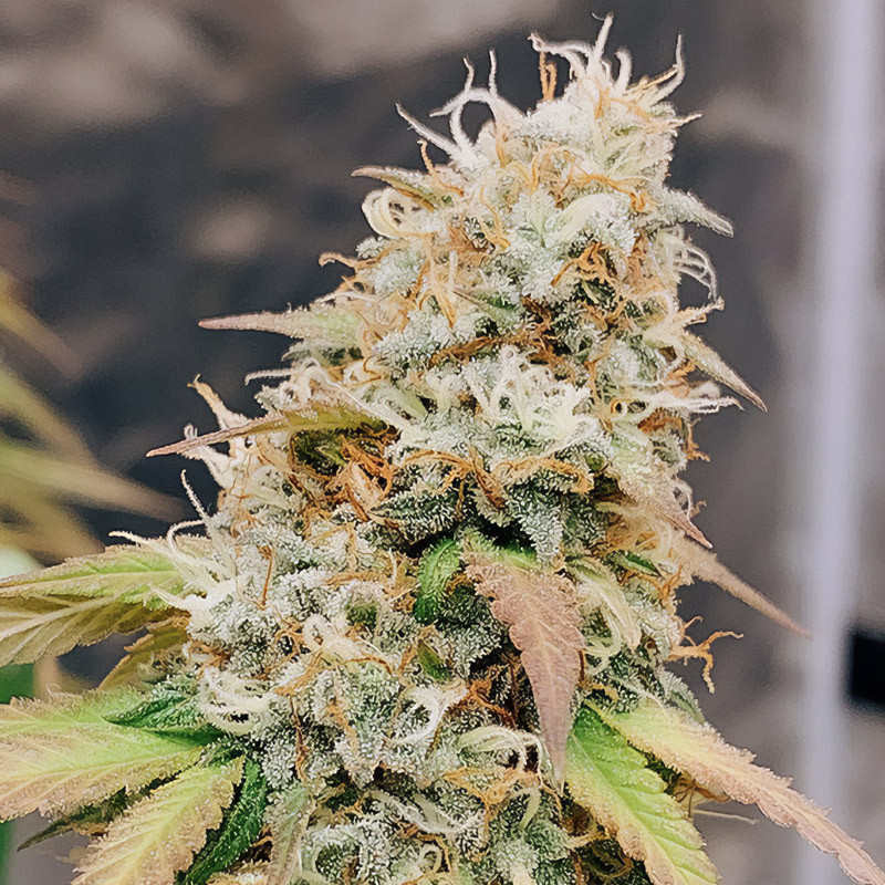 Meringue Strain - Dutch Passion Meringue Strain - Dutch Passion
