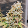 Meringue Strain - Dutch Passion