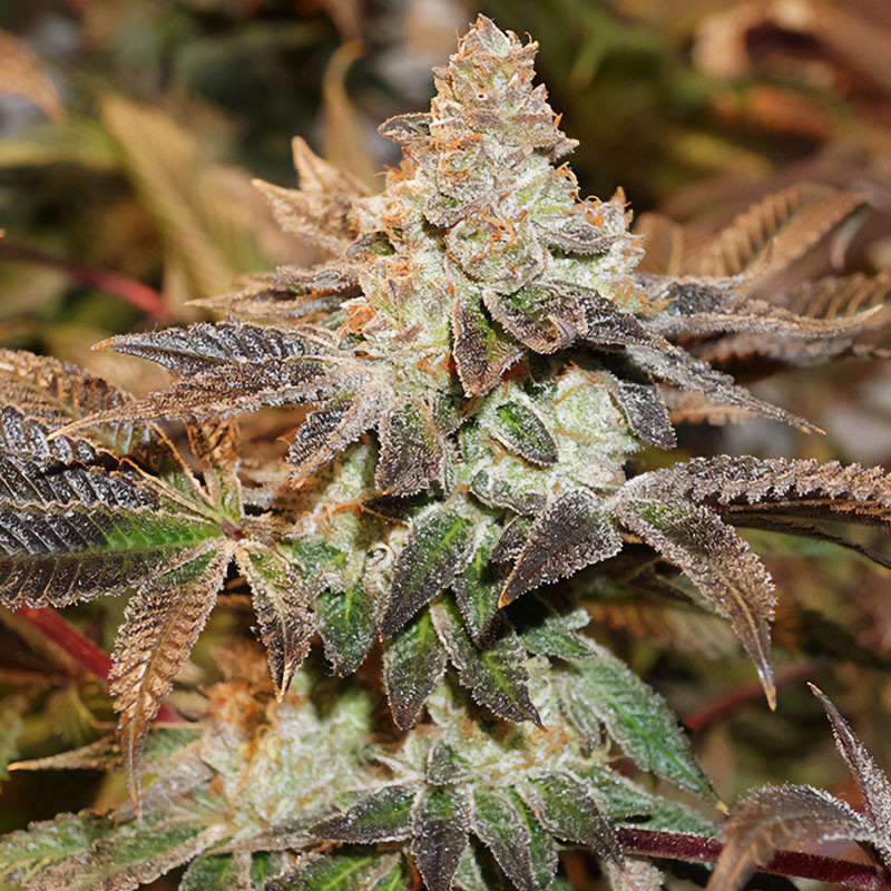 Meringue Strain - Dutch Passion Meringue Strain - Dutch Passion